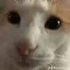 Deweythefatcat - @deweyberg - TikTok