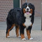 Léon The Berner - @leonvandeweyenberg - Instagram