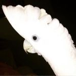 Dewey Cour 🕊 Noah Raphael 🦜 - @thewilddesertbunch - Instagram