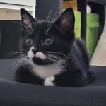 Dewey and Patch the cats - @deweyandpatch - Instagram