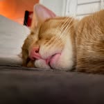 Dewey Beau Chan - @deweybeau_ - Instagram