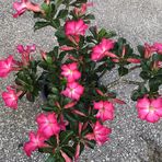 Dewey Chan - Facebook