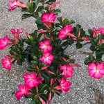 Dewey Chan - @soberfree99 - Instagram