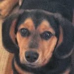 Dewey Collins - @dewey_pup - Instagram