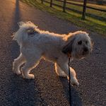 dewey & cooper - @deweyandcooper - Instagram