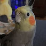 Dewey Cox - @dewey_coxatiel - Instagram