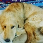 Dewey Cox Riley - @deweycoxriley - Instagram