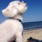 Dewey the Dog - @deweyhall - Instagram