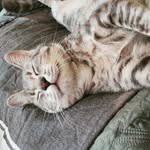 Dewey is my name. - @deweyfromthehood - Instagram