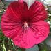 Dewey Howell - Facebook