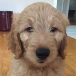 Dewey Doodle King - @dewey_the_doodle_dog - Instagram