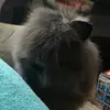 Dewey Lee - @deweythefloof - TikTok