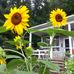 Dewey Meadows - Facebook