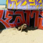 dewey Moore - @dogeesworld - Instagram