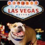 Dewey "Dude" Walters - @dudethevegasdog - Instagram