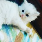 Dewey 😻🐾🐾 - @dewey_white_cat - Instagram