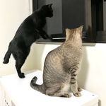 Dewey & Mr White - @thedewmews - Instagram