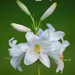 Dewi Lay - Facebook