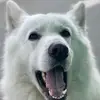 dewitteherdershond - @dewitteherdershond - TikTok