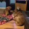 Kris DeWitt Martin - @mythreegoldens - TikTok
