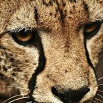 Dewo Yadeto - @dewoyadeto - Instagram