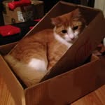 Dexter Archibald Clementine - @dexterorangecat - Instagram