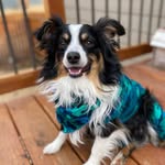 Emily Kuhnert - @dexterarchibaldthedog - Instagram