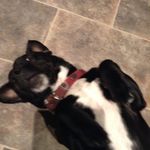 Dexter Baldwin - @dexydug - Instagram