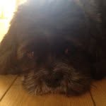 Dexter Bingham - @dexter.2013 - Instagram