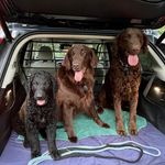 Dexter & Ryker… & Bond now, too! - @dexter_ryker_andbond - Instagram