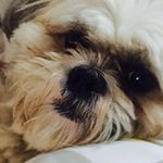 🐾Dexter Bond Smith🐾 - @dexter_bond_smith - Instagram