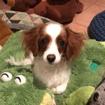 Dexter (Dex) Bond - @dexbond2019 - Instagram