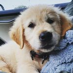 @dexterbondevik - Instagram