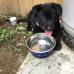 Dexter Duke - @dexter.duke_boyce - Instagram