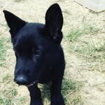 Dexter Duke Boyce - @dexterdukethegermansheperd - Instagram