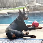 Dexter Boyd - @dexter.morgan_doberman - Instagram