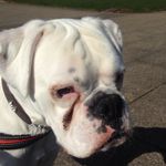 Dexter Bradley - @dexter.thewhiteboxer - Instagram