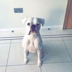 Dexter Bradley - @dexterthewhiteboxer14 - Instagram