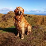 Dexter Brewer - @everyone_loves_dexter - Instagram