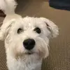 Dexter Brewer - @dexter.brewer - TikTok