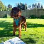 Dexter Briggs - @thelifeofdexterbriggs - Instagram