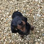 Dexter Briggs - @dex.the.diddy.doxie - Instagram