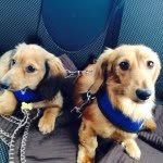 Dexter & Brock! - @dexter_and_brock - Instagram