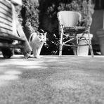 Dexter Browning - Facebook