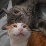 Dexter Meeko Buchanan - @dexter_meeko - Instagram