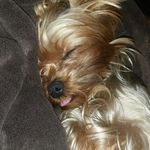 Dexter Morgan Freeman Buchanan - @_dexter_the_yorkie_ - Instagram