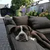Dexterburf - @dexter7531 - TikTok