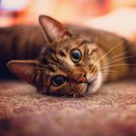 Dexter - @dexterfinsterbush - Instagram