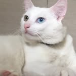Dexter Bentes Cabral - @dexter_cattttt - Instagram
