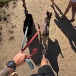 @dexter.cairns - Instagram